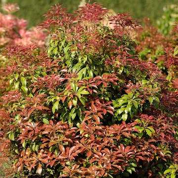 Prydnadsbuske Omnia Garden Japansk Buskrosling