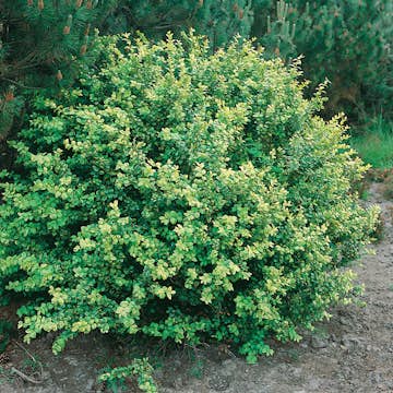 Prydnadsbuske Omnia Garden Japansk Järnek Convexa