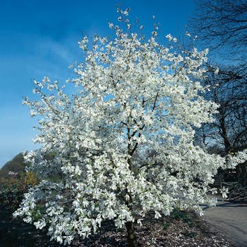 Prydnadsbuske Omnia Garden Japansk Magnolia