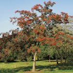 Prydnadsträd Omnia Garden Japansk Rönn med Grönt Lövverk & Vit Blomning, 150-200 cm