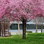 Körsbärsträd Omnia Garden Japanskt Prunus Kanzan 100-120 cm