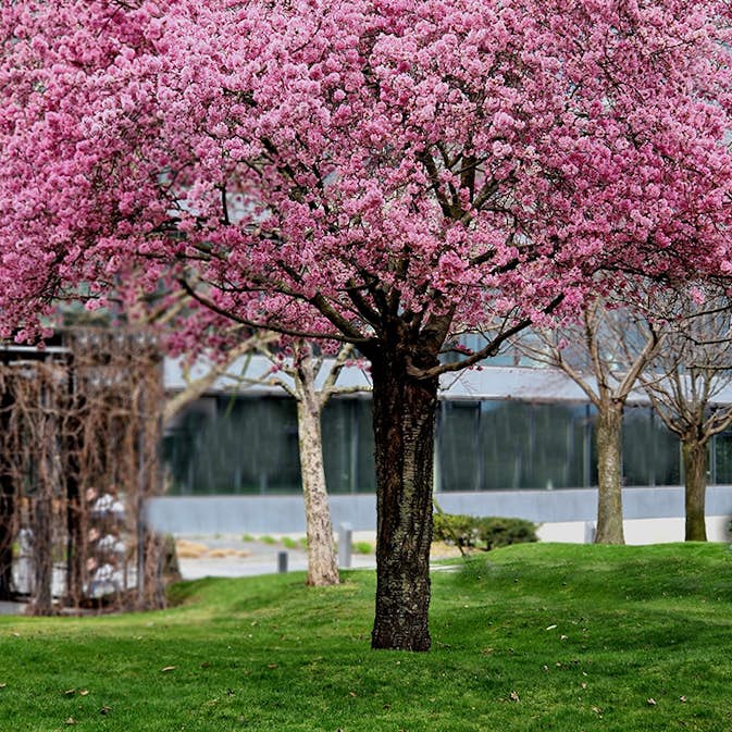 Körsbärsträd Omnia Garden Japanskt Prunus Kanzan 100-120 cm