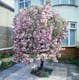 Prydnadsträd Japanskt körsbär Omnia Garden Prunus Kiku-Shidare-Zakura 100-120 cm