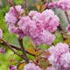 Prydnadsträd Japanskt körsbär Omnia Garden Prunus Kiku-Shidare-Zakura 100-120 cm