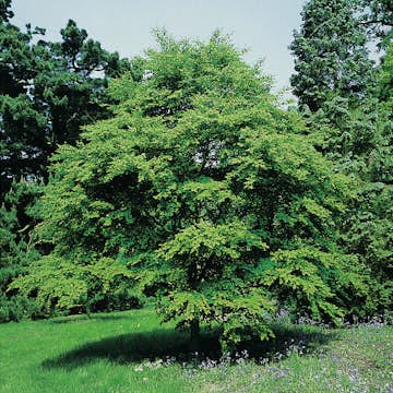Prydnadsbuske Omnia Garden Katsura- Brödträd med Hjärtformade Blad 125-150cm