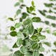 Prydnadsträd Klätterbenved Vitbrok Omnia Garden 80-90 cm
