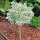 Prydnadsträd Klätterbenved Vitbrok Omnia Garden 80-90 cm