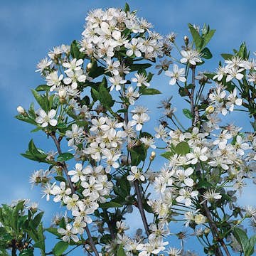 Prydnadsträd Omnia Garden Prydnadsträd Klotkörsbär 100-120 cm