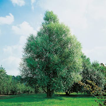 Prydnadsträd Omnia Garden Klotpil, Grönt Lövverk, Lättodlad & Lättskött, 150-200 cm