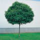 Prydnadsträd Omnia Garden Klotrobinia Umbraculifera 100-120 cm