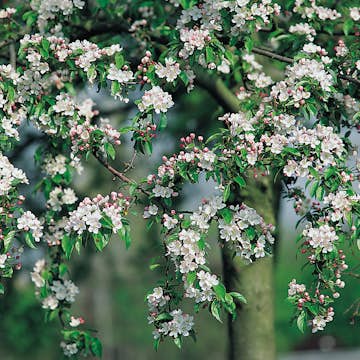 Prydnadsträd Korallapel Omnia Garden 90-110 cm