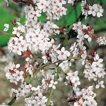 Buske Omnia Garden Körsbärsplommon 50-80 cm