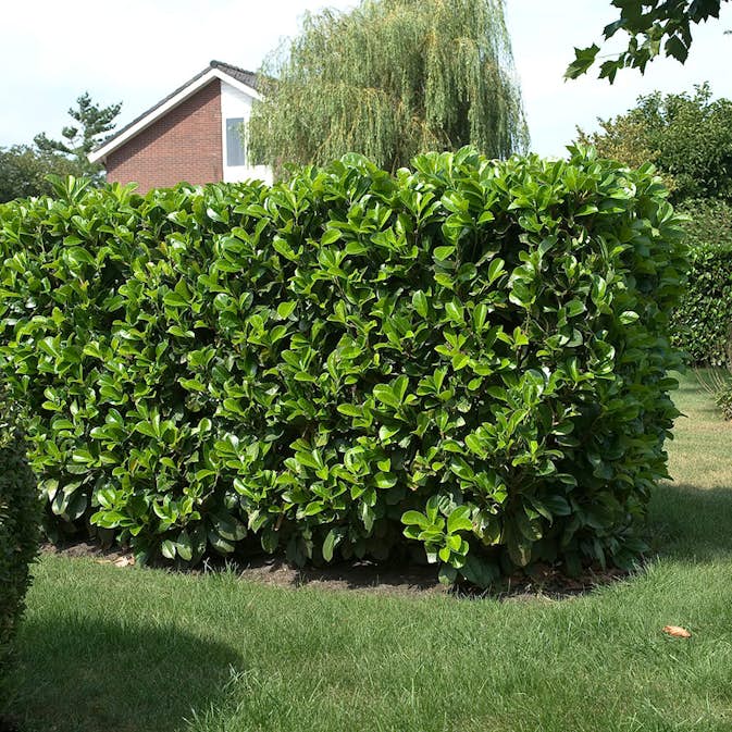 Prydnadsbuske Lagerhägg Omnia Garden Prunus laurocerasus Etna (Anbri)