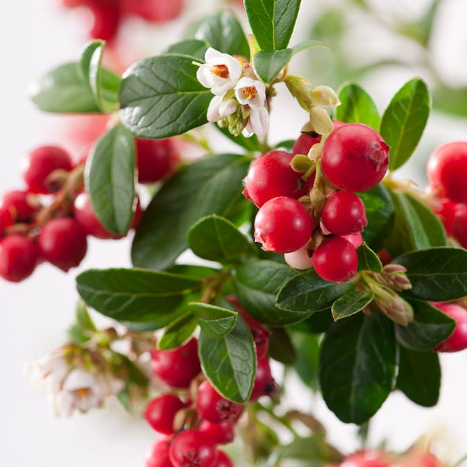 Buske Lingon Omnia Garden 25-30 cm