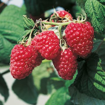 Buske Ljusrött Trädgårdshallon Omnia Garden Preussen 40-60 cm