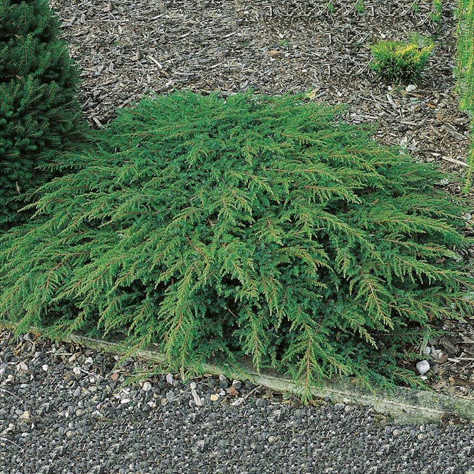 Matt-en Omnia Garden Green Carpet 30-35 cm