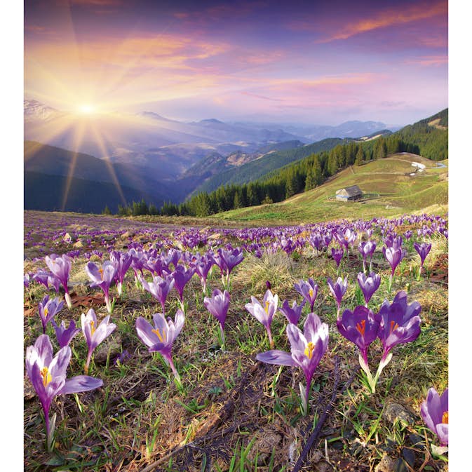 Tapet Dimex Crocuses at Spring