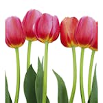 Tapet Dimex Bed of Tulips