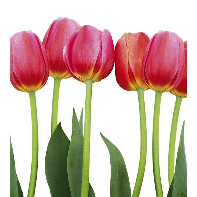 Tapet Dimex Bed of Tulips