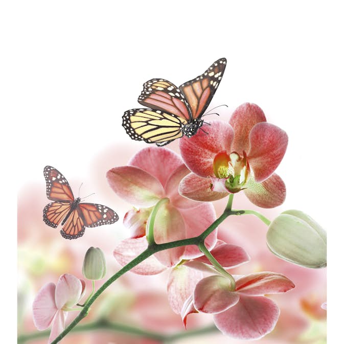 Tapet Dimex Orchids and Butterfly