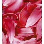 Tapet Dimex Red Petals