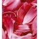 Tapet Dimex Red Petals