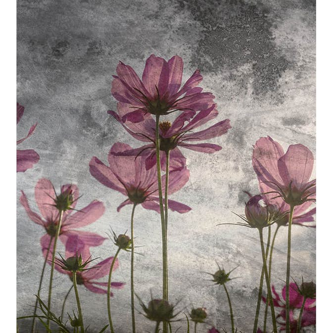Fototapet Dimex Violet Flower Abstract