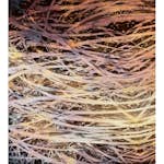 Fototapet Dimex Hay Abstract I