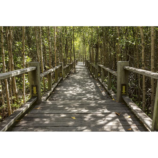 Tapet Dimex Mangrove Forest