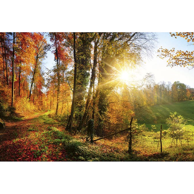 Tapet Dimex Forest Walk