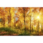 Tapet Dimex Suny Forest