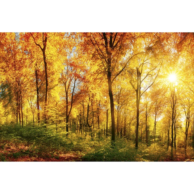 Tapet Dimex Suny Forest