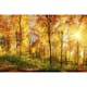 Tapet Dimex Suny Forest
