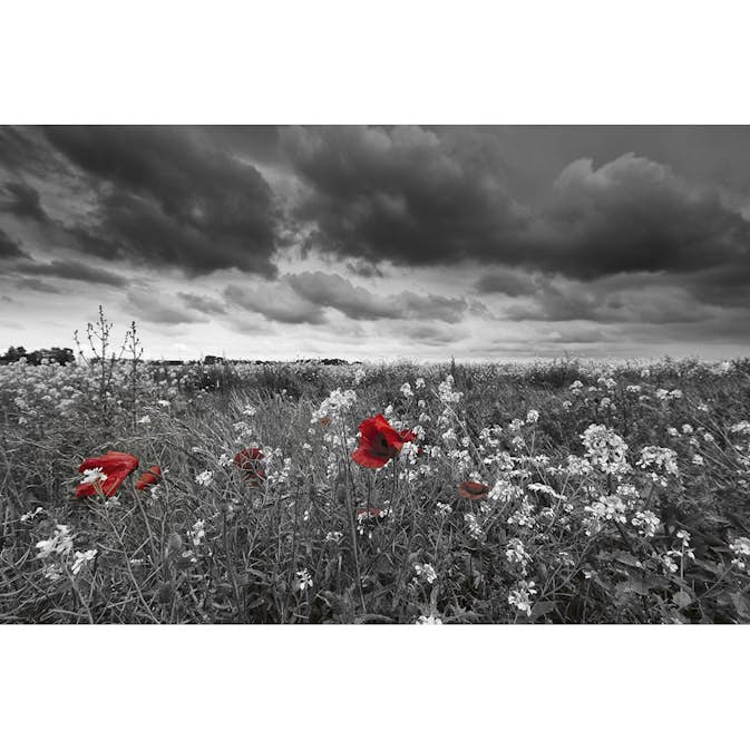 Tapet Dimex Poppies Black
