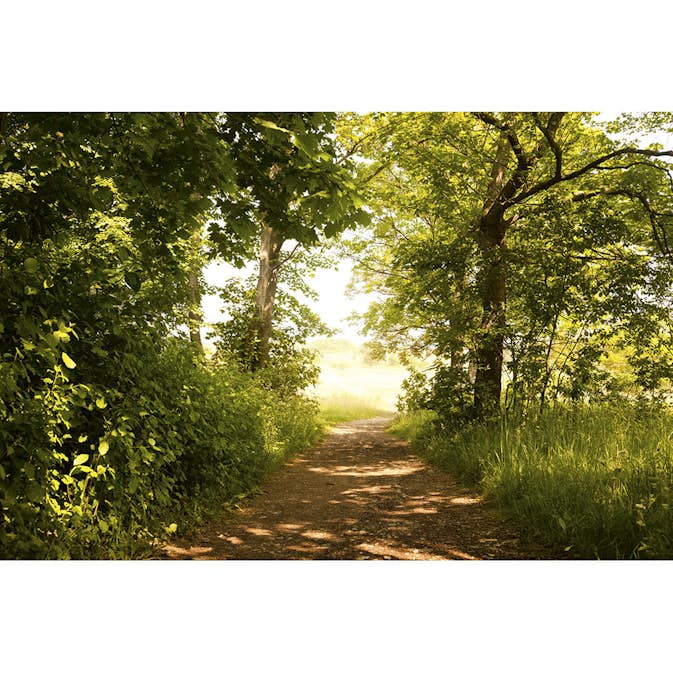 Tapet Dimex Forest Path