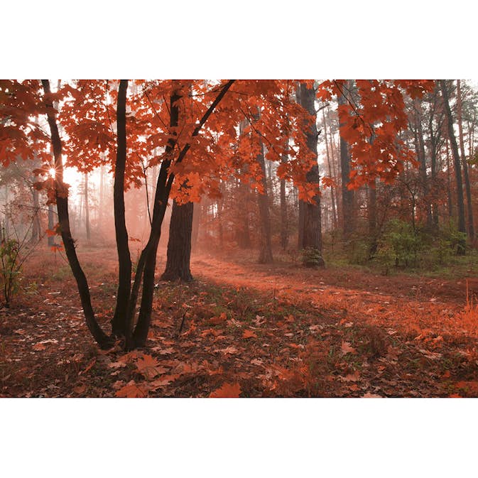 Tapet Dimex Misty Forest