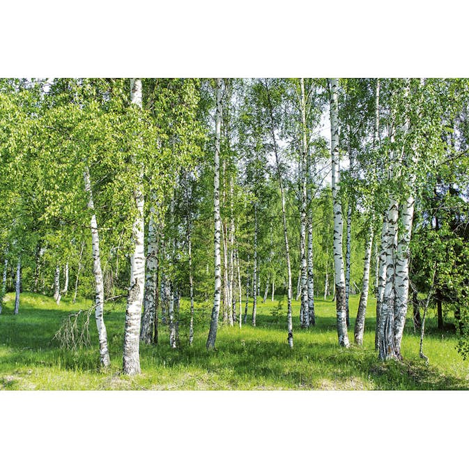 Tapet Dimex Birch Grow