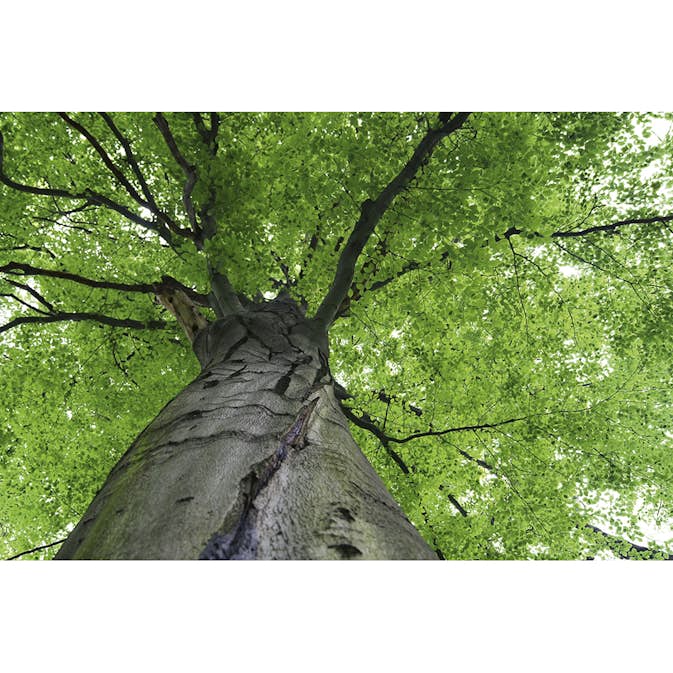 Tapet Dimex Treetop
