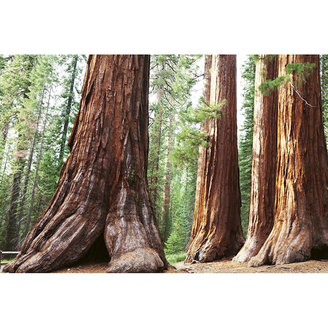 Tapet Dimex Sequoia