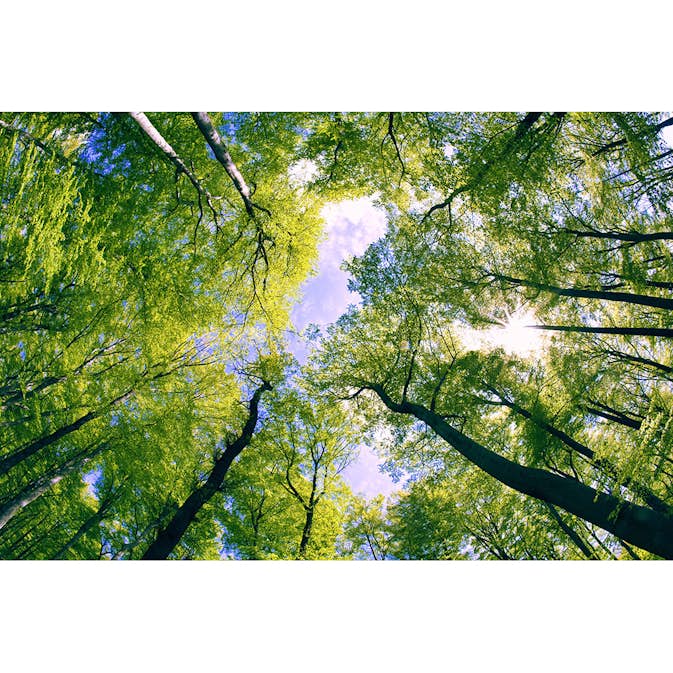 Tapet Dimex Trees