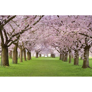 Tapet Dimex Cherry Trees