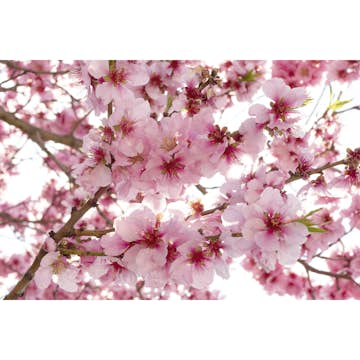 Tapet Dimex Apple Blossom