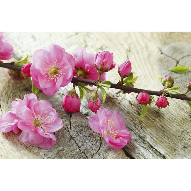 Tapet Dimex Sakura