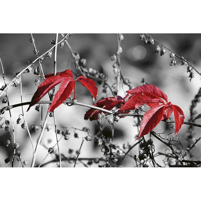 Tapet Dimex Red Leaves on Black