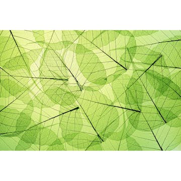 Tapet Dimex Leaf Veins