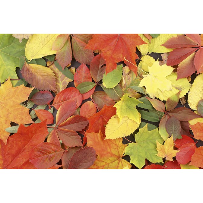 Tapet Dimex Colourful Leaves