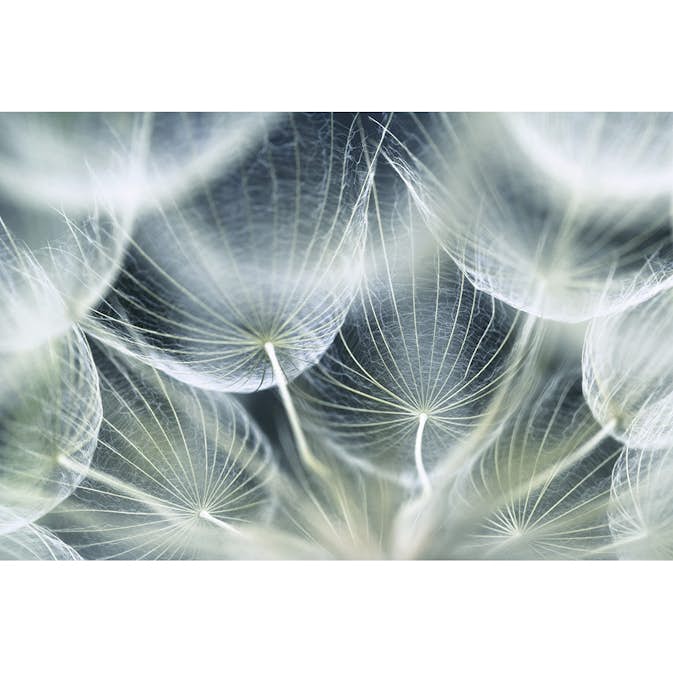 Tapet Dimex Dandelion Macro