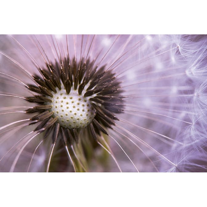 Tapet Dimex Dandelion