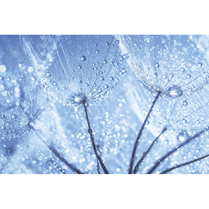 Tapet Dimex Dandelion Water Drops