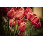 Tapet Dimex Red Tulips
